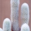 Thrixanthocereus_senilis